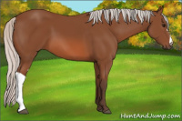 Horse Color:Silver Bay 