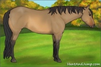 Horse Color:Bay Dun