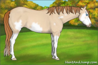Horse Color:Red Dun Roan Splash Frame