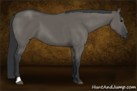 Horse Color:Grullo 