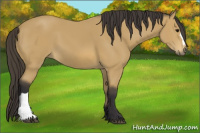 Horse Color:Buckskin 