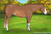 Horse Color:Chestnut Sabino Splash