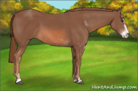 Horse Color:Liver Chestnut Sabino