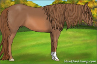 Horse Color:Liver Chestnut 