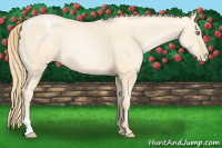 Horse Color:Smoky Black Pearl