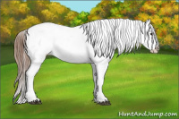 Horse Color:Bay Roan Snowcap 