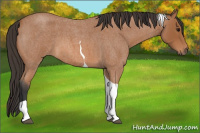 Horse Color:Bay Roan Tobiano 