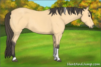 Horse Color:Buckskin Tobiano