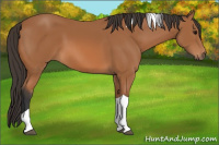 Horse Color:Bay Tobiano 