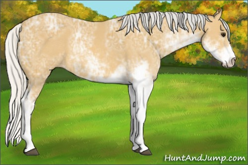 Horse Color: Silver Buckskin Ice Sabino 