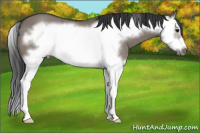 Horse Color:Grullo Splash Frame 