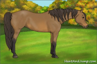 Horse Color:Buckskin Sabino