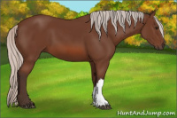 Horse Color:Silver Bay 