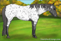 Horse Color:Blue Roan Appaloosa 