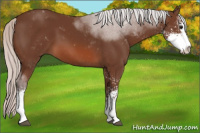Horse Color:Silver Brown Sabino 