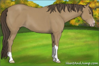 Horse Color:Sable Cream Champagne 