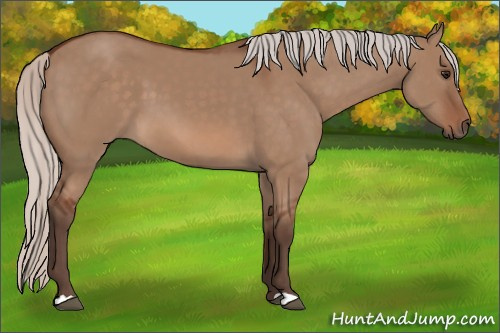 Horse Color: Unknown 