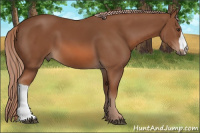 Horse Color:Liver Chestnut 