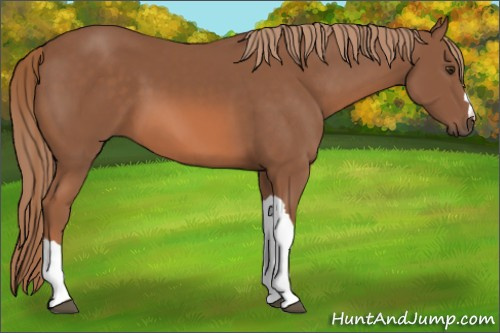 Horse Color: Liver Chestnut 
