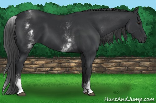 Horse Color: White Spotted Black 