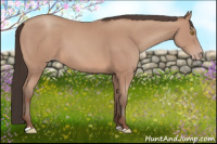 Horse Color:Amber Champagne