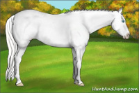 Horse Color:Cremello Appaloosa 