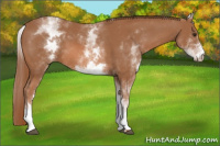 Horse Color:White Spotted Chestnut