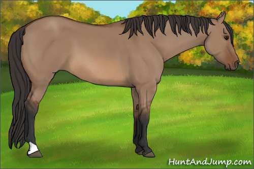 Horse Color: Unknown 