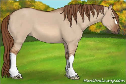 Horse Color: Red Dun 