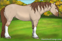Horse Color:Red Dun 