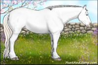 Horse Color:Perlino Appaloosa