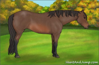 Horse Color:Bay Roan 