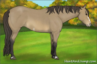 Horse Color:Buckskin Roan Frame 