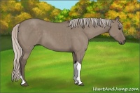 Horse Color:Silver Grullo Sabino Tobiano 