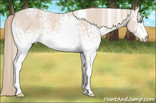 Horse Color: White Spotted Smoky Creme 