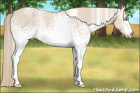 Horse Color:White Spotted Smoky Creme 