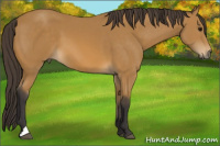 Horse Color:Buckskin 