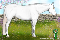 Horse Color:Gold Champagne Appaloosa 