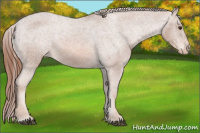 Horse Color:Chestnut Appaloosa 