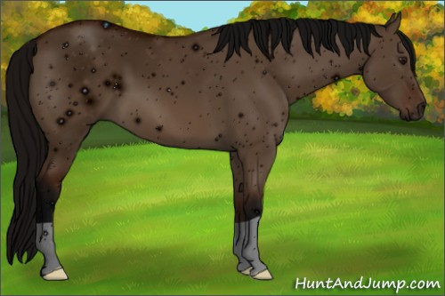 Horse Color: ERROR: UNKNOWN ANOMALY