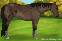 Horse Color:ERROR: UNKNOWN ANOMALY