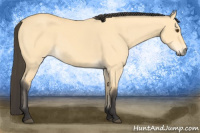 Horse Color:Buckskin Dun