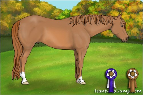 Horse Color: Chestnut 