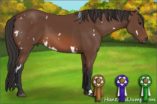 Horse Color: Unknown 
