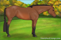 Horse Color:Bay 