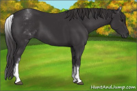 Horse Color:White Spotted Smoky Black