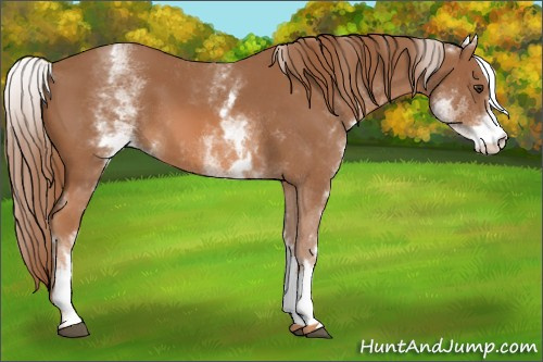 Horse Color: White Spotted Chestnut 