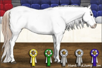 Horse Color:Liver Chestnut Appaloosa