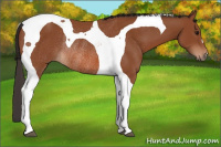 Horse Color:Bay Tobiano Rabicano