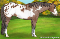 Horse Color:Bay Frame Appaloosa 